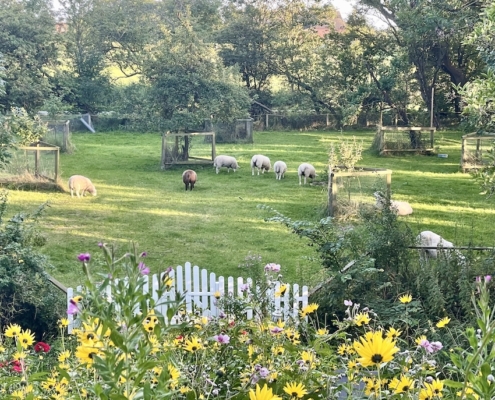 Blick aus in den Bauern und Obstgarten