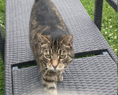 Katze Maggie Foto Katze Maggie