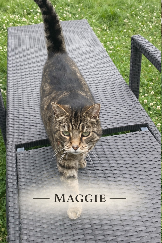 Katze Maggie Foto Katze Maggie