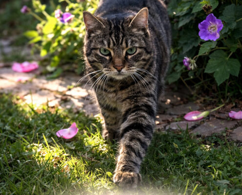 Katze Sinje Foto Katze Sinje