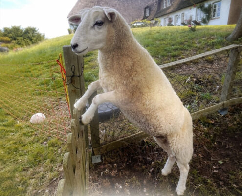 Schaf Fridolin Schaf Fridolin