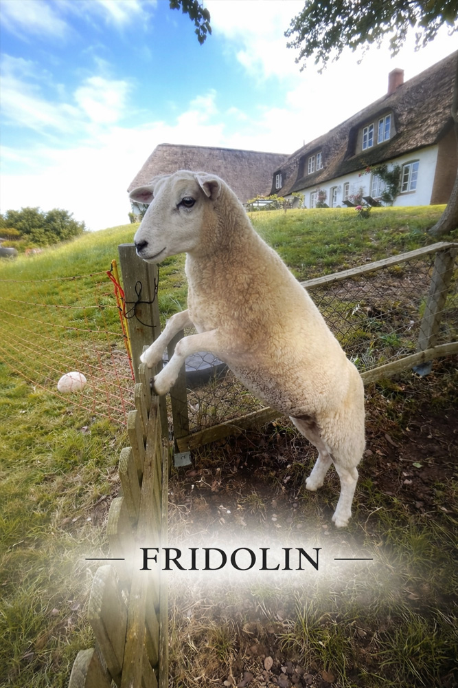 Schaf Fridolin Schaf Fridolin