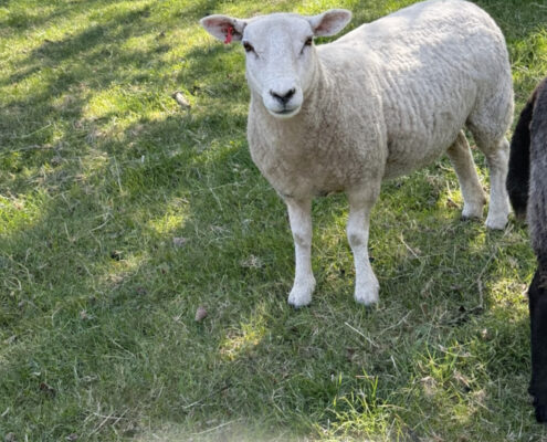 Urlaub-auf-dem-Bauernhof-Tiere-Schaf-Greta