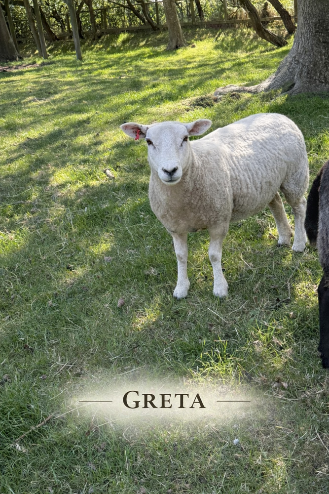 Urlaub-auf-dem-Bauernhof-Tiere-Schaf-Greta