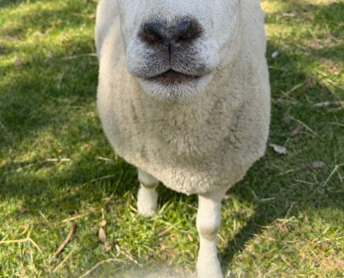 Schaf Lotte Foto Schaf Lotte