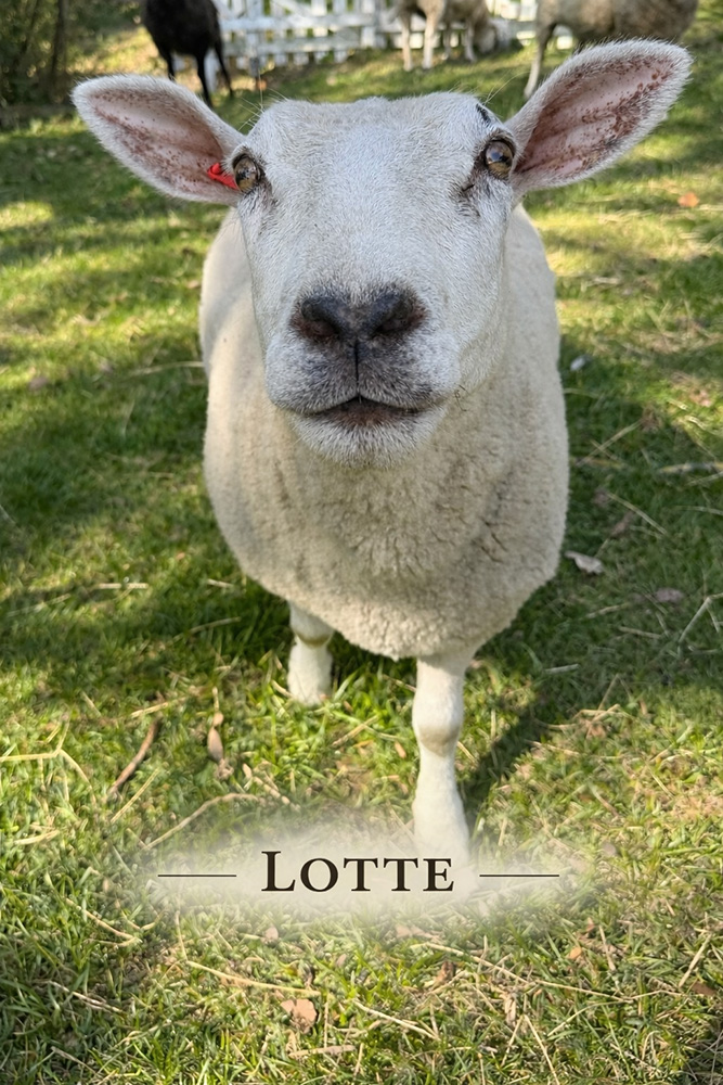 Schaf Lotte Foto Schaf Lotte