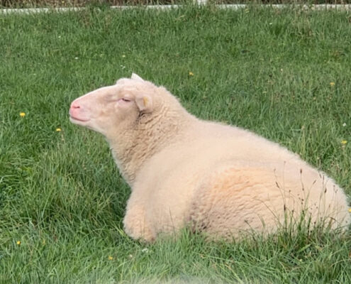 Schaf Lucky Foto Schaf Lucky