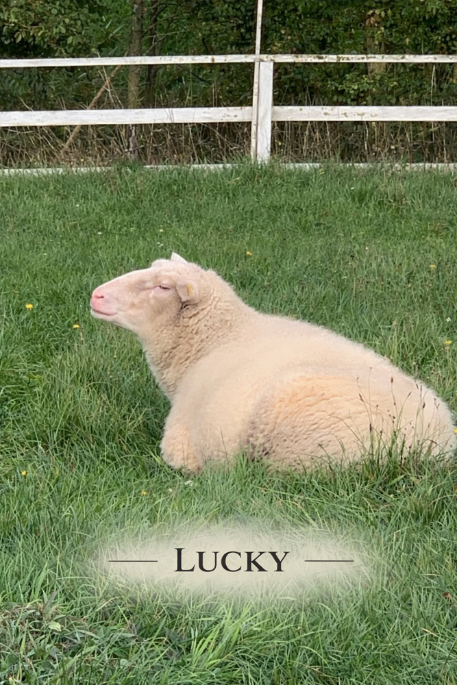 Schaf Lucky Foto Schaf Lucky