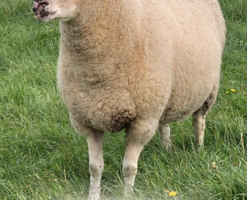 Schaf Pünktchen Foto Schaf Pünktchen