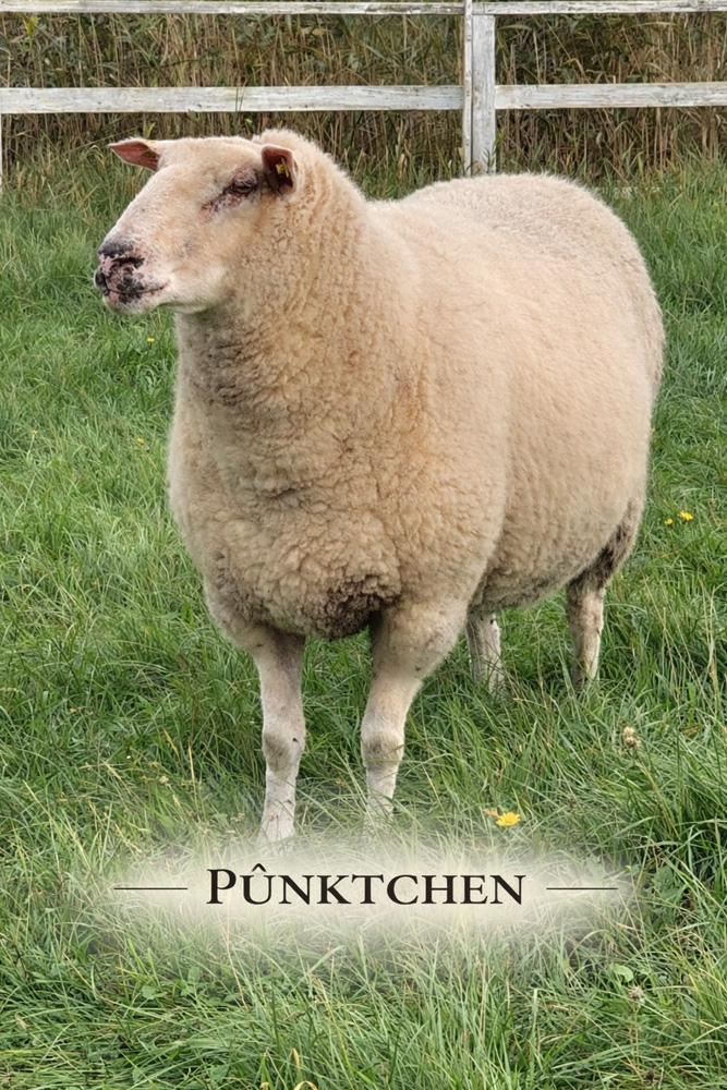 Schaf Pünktchen Foto Schaf Pünktchen