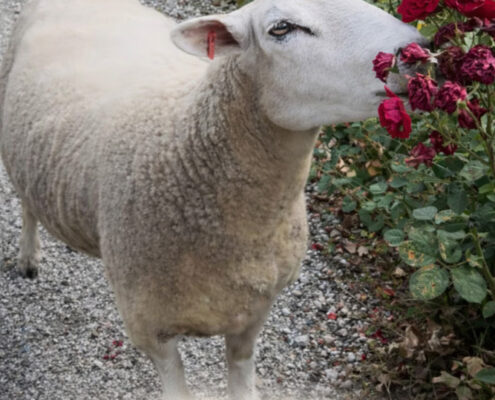 Schaf Smilla Foto Schaf Smilla