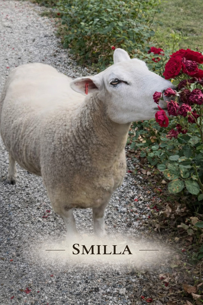 Schaf Smilla Foto Schaf Smilla